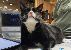 Black and white cat vet