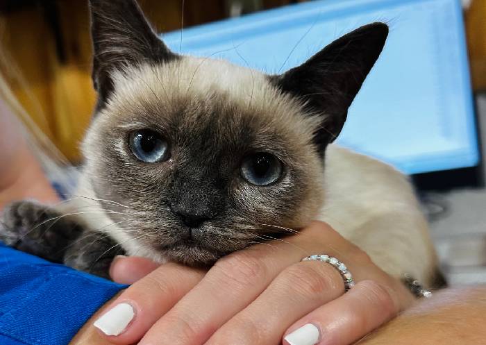 Cat with blue eyes Cat with blue eyes