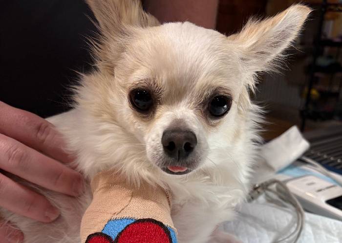 Chihuahua with bandaged leg Chihuahua with bandaged leg