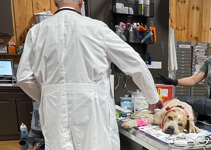 Dog getting vet care Dog getting vet care