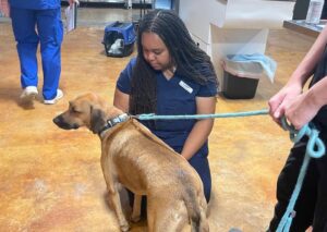 Dog with veterinarian, leash