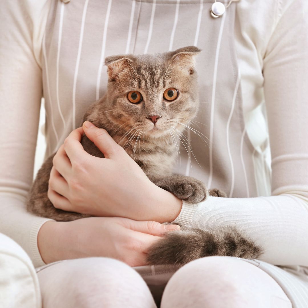Person holding surprised cat