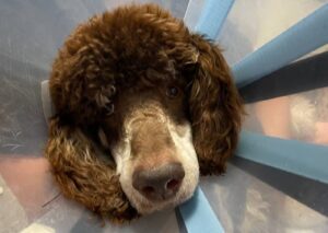 Poodle in Elizabethan collar
