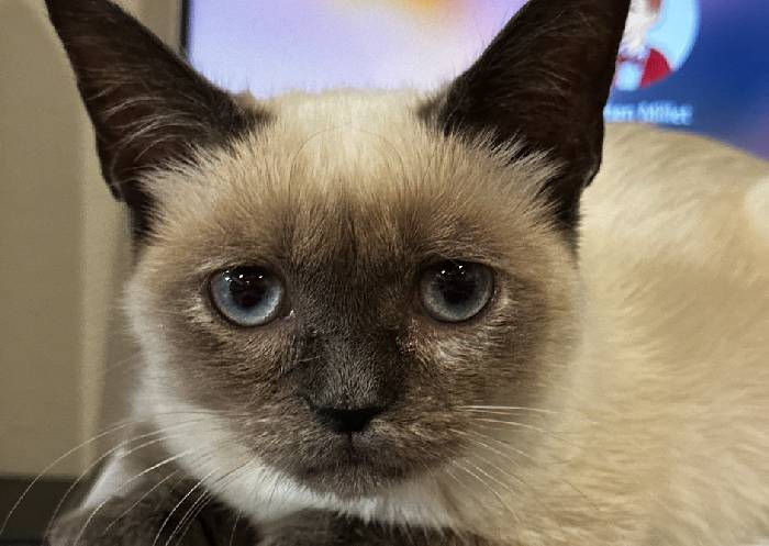Siamese cat close up face Siamese cat close up face