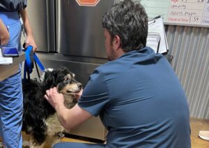 Vet examining black dog