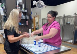 Veterinarians treating dog in clinic.